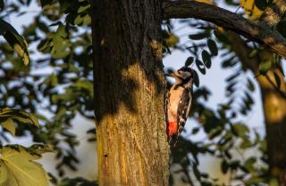 Ferienwohnung Maribell Jabel - 8