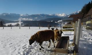 Alpenchalets Weissenbacher-Fuchsbau - 8