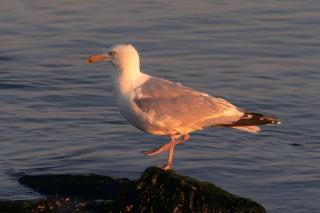 Ferienwohnung Borkna - 8