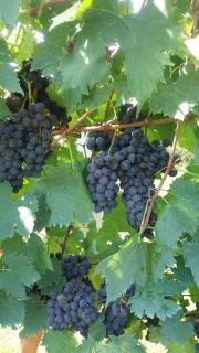 Casa del Nonno Bingheri - Vencaglia - 9