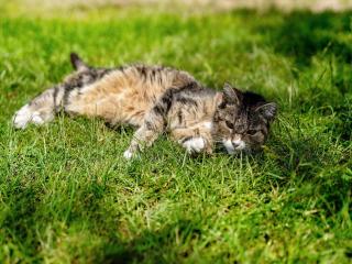 Ferienwohnung Duffner - 7