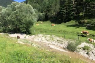 Fewo am Chiemsee mit Bergblick - 9