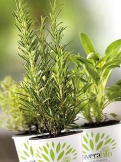 Agriturismo Il Colletto - 7