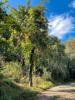 Le Crévy - Gîte La Calèche - 3 pers - 2