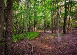 Mountain Blue Vista - Luxury retreat near Ski resorts with Pond, Firepit and Hot Tub - 7