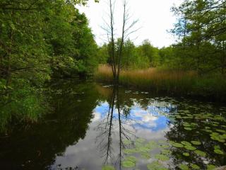 Haus Holli Zarrentin am Schaalsee - 6