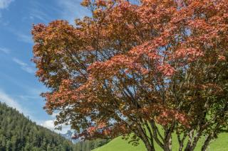 Ferienwohnung Weissbacher - 8