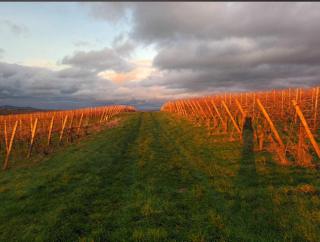 Ferienwohnung Pinot Noire - 8