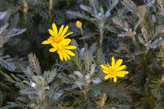 Gîte Les Hirondelles - 8