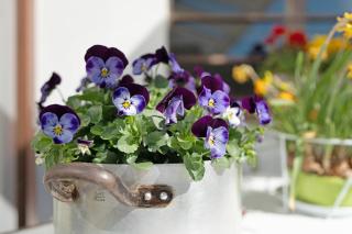 Ferienwohnung Gabriele - 9