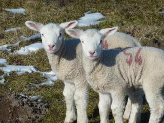 Ferienwohnung Wunschgarten - 7