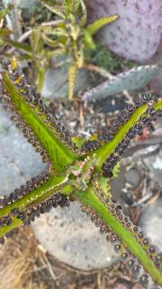 Finca La Calerita D - 1