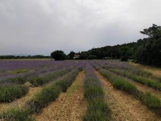 Maison d'hôte - La Colline - 5