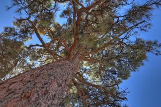 Evergreen Escape Cabin for families - 1