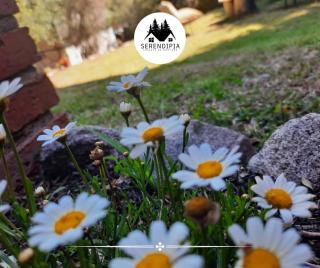 Serendipia Chalet 2 Naturaleza y Pileta - 9