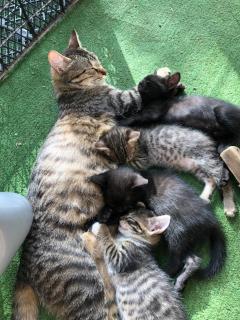 Green Escape -Eco Chakvi - 6