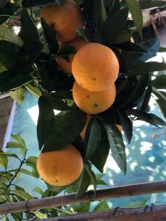 Green Escape -Eco Chakvi - 8