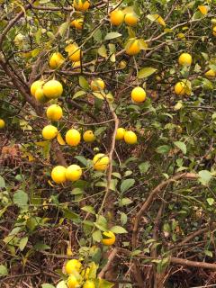 Green Escape -Eco Chakvi - 2