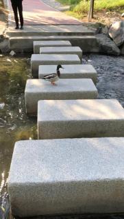 Modern house with forest - 9