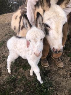 Pokeadot Cabin - Cozy Farm Stay with Pool & Firepit - 6
