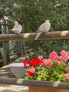 Agriturismo e Glamping Serraiola Alta - 1