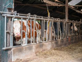 Cozy Apartment in Enschede near Forest - 3