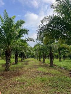 Vantara jungle stay - 2