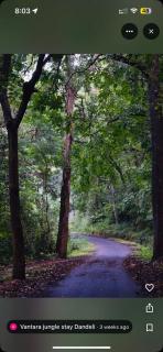 Vantara jungle stay - 1