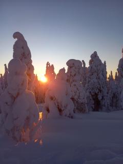 Arctic Willamo Studio- Rovaniemi - 4