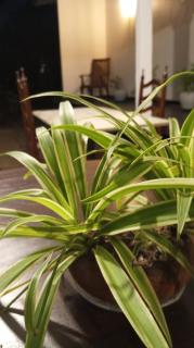 Green Corridor - Ahangama - 7