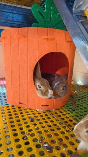 Paddy Villea with 5 Bedrooms Penang - 3