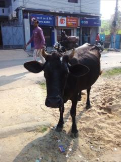 Maa Durga Apartment - 2