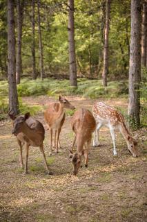 Domaine de Pech et Lafon Cabanes avec SPA privatif dans les arbres - 4