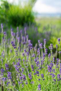 PEACE GARDEN FURANO - Vacation STAY 05120v - 7
