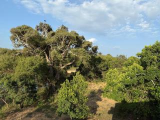 Wild trails -Yala - 3