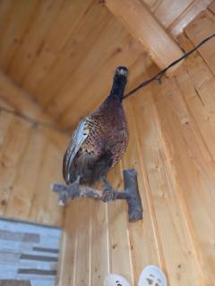 Cabana Montis River - 8