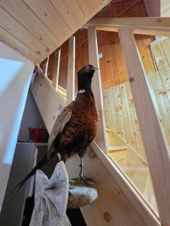 Cabana Montis River - 2