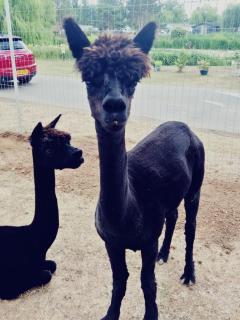 Billing Aquadrome Holiday Park Fishing Lakes Gold Caravan - 7