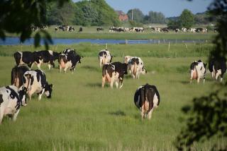 Schardeichhof Meyer - 1