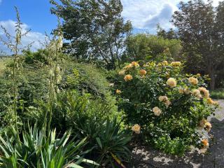 Schardeichhof Meyer - 5