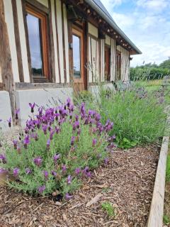 Cottage normand, gîte à la campagne, au calme - 6