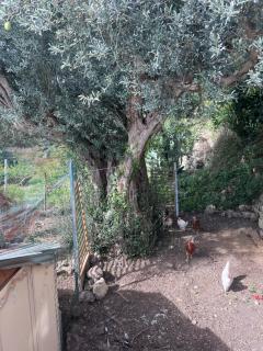 La Rosa dei Monti Iblei - 1