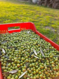Casa del Nonno Bingheri - L'Olivo - Cortona - 8