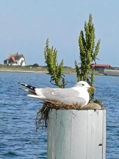 Neu!!! Hausboot Sommerhuset - 2