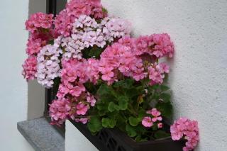 Gemütliche Ferienwohnung in Holzhau - Holzhau - 6