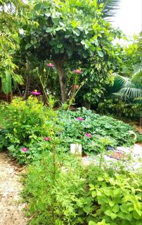 Miracle des Caraibes - 5