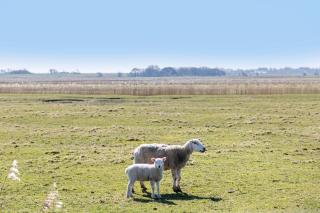 Haus Am Meer Familie Frener - Pellworm - 6