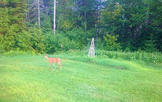 Madawaska Lodge-Cottage - Madawaska - 4