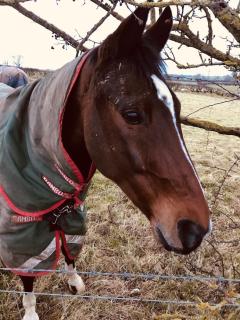 Holly Cottage - Village location, Lake District - 2