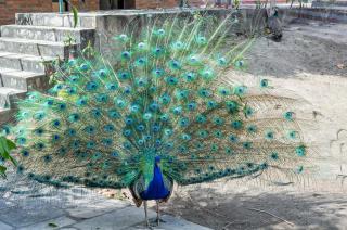 Hotel Casa Grande Gravatá - 4